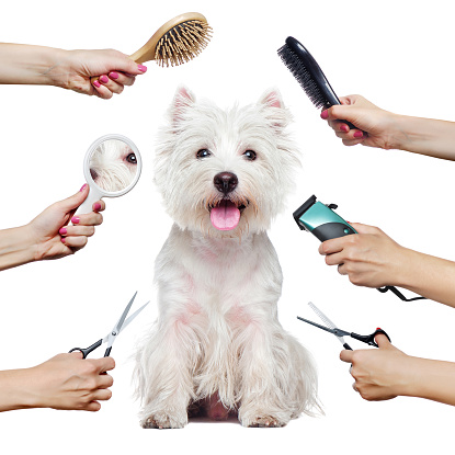 istockphoto 1421577226 170667a